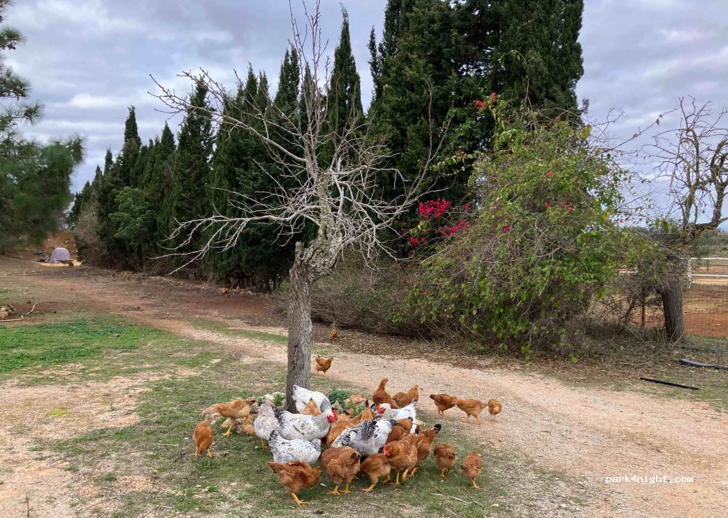 Finca PEÑA - Fundación Animal — foto 4