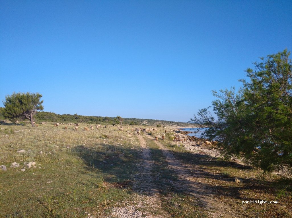 () Pridraga - Lupoglavačka — foto 2