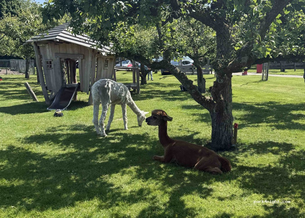 Camping de Toekomst — foto 3