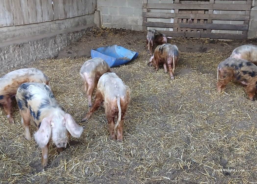 Ferme Les cochons sont dans le pré — foto 4