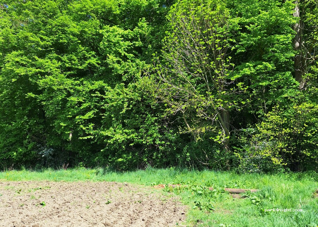 (31553) Auhagen - 1 Am Reiherwald — foto 4