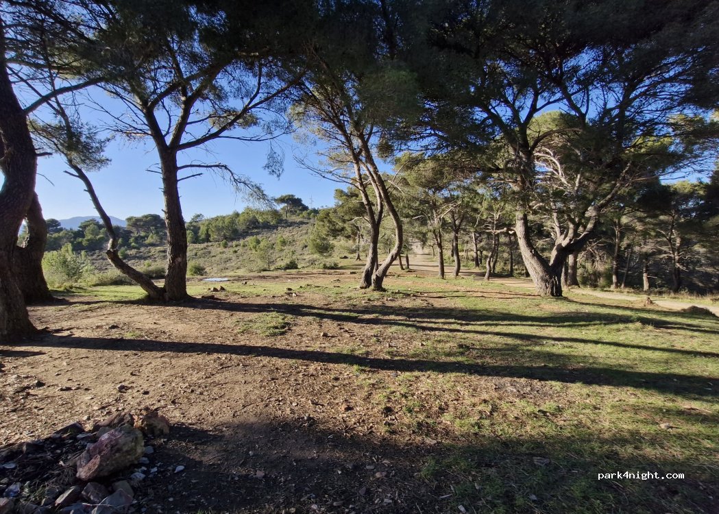 (18017) Cipressa - Strada Antica Torre — foto 4