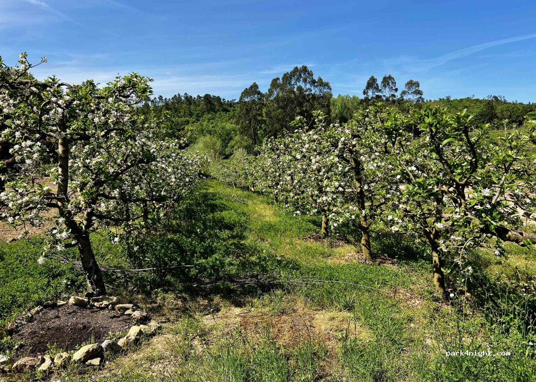 (3230-343) Vale do Espinhal - 1195 Rua da Quinta do Sobreiro — foto 2