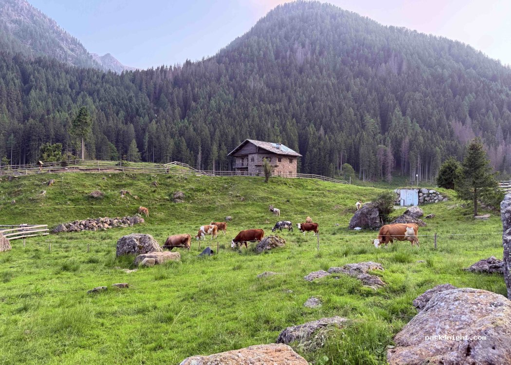 (38050) Telve - 3 Strada Provinciale 31 — foto 3