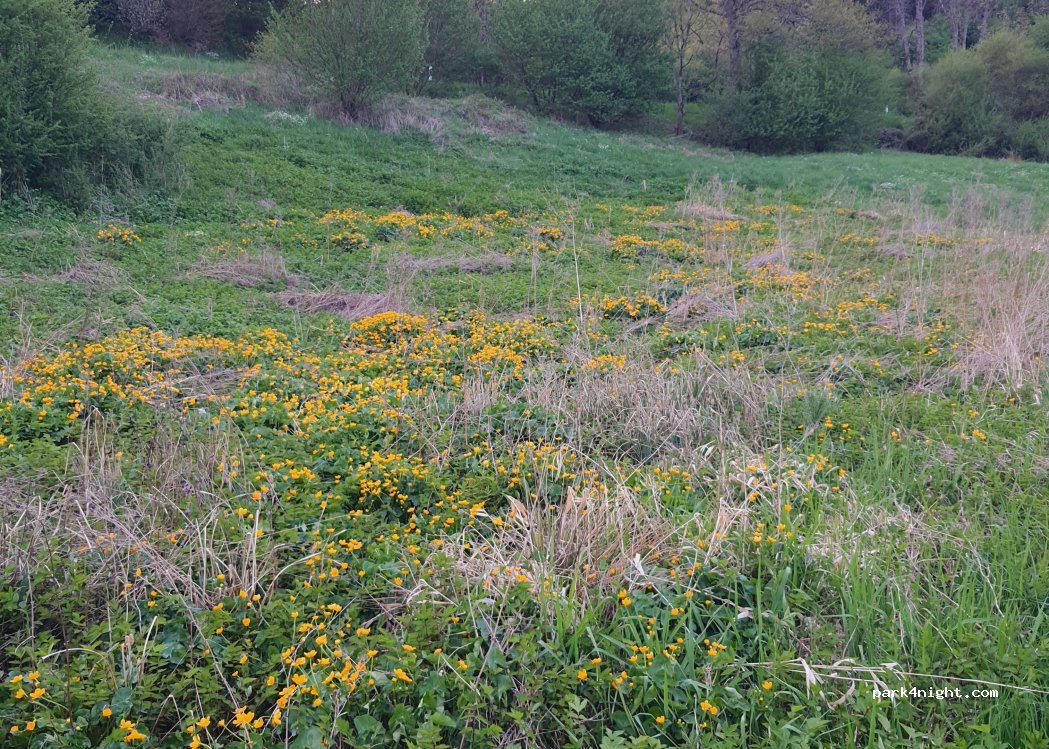 (54570) Oberstadtfeld - L27 — foto 3