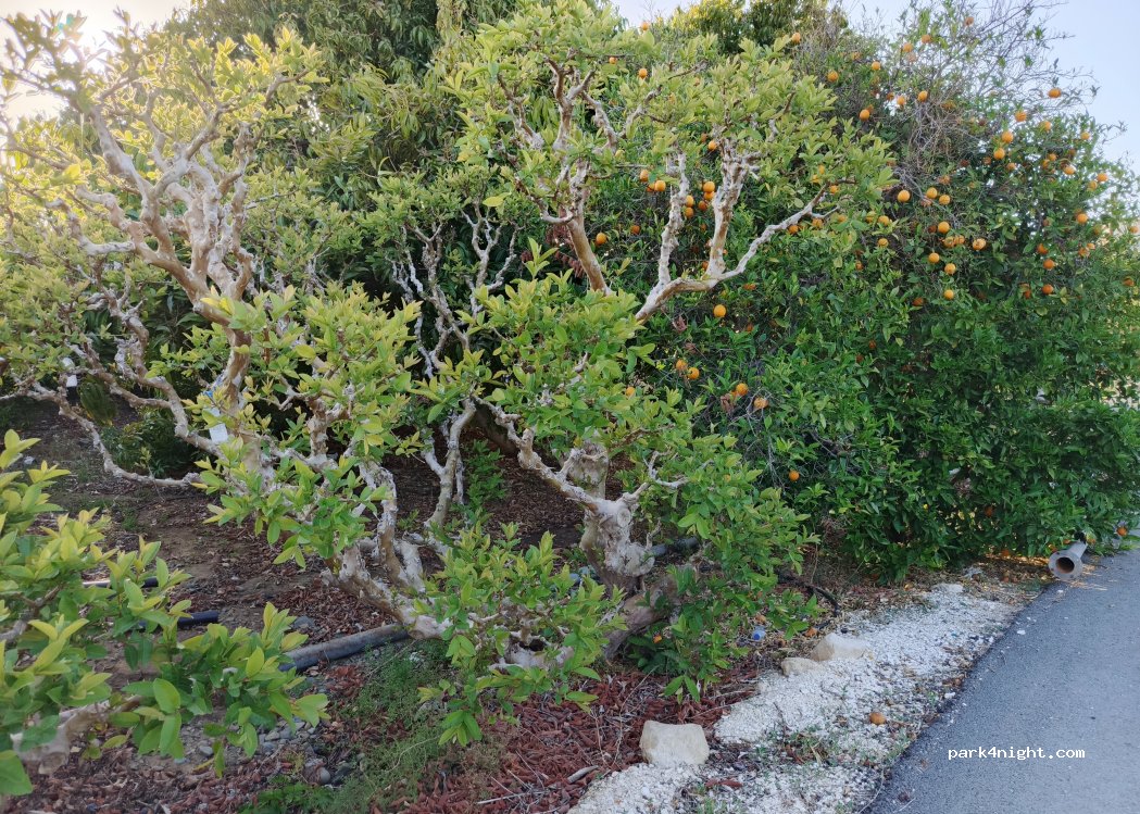 (8870) Pomos - Unnamed road — foto 4