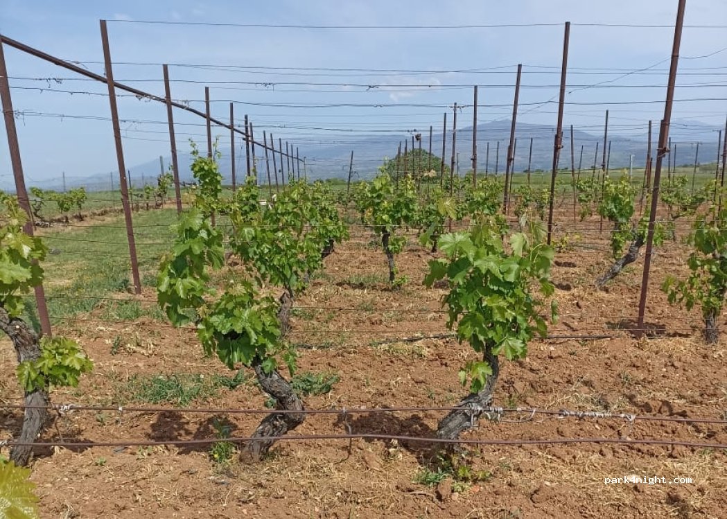 VineYardAggista — foto 4