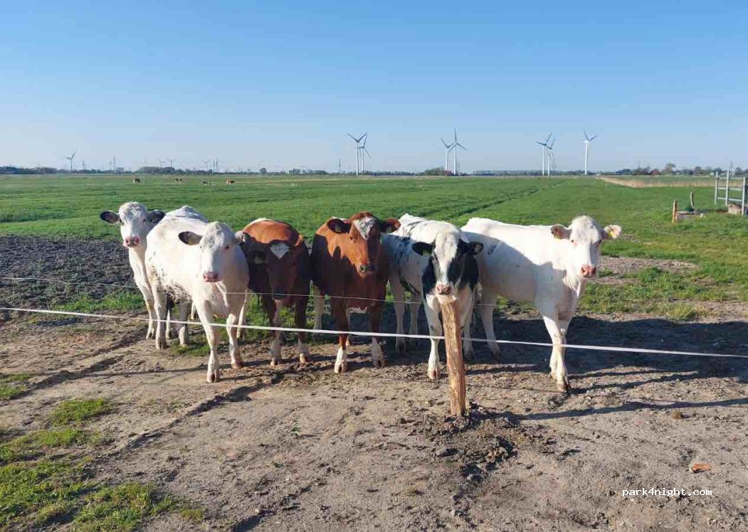 (25599) Wewelsfleth - 3 Großwisch — foto 2