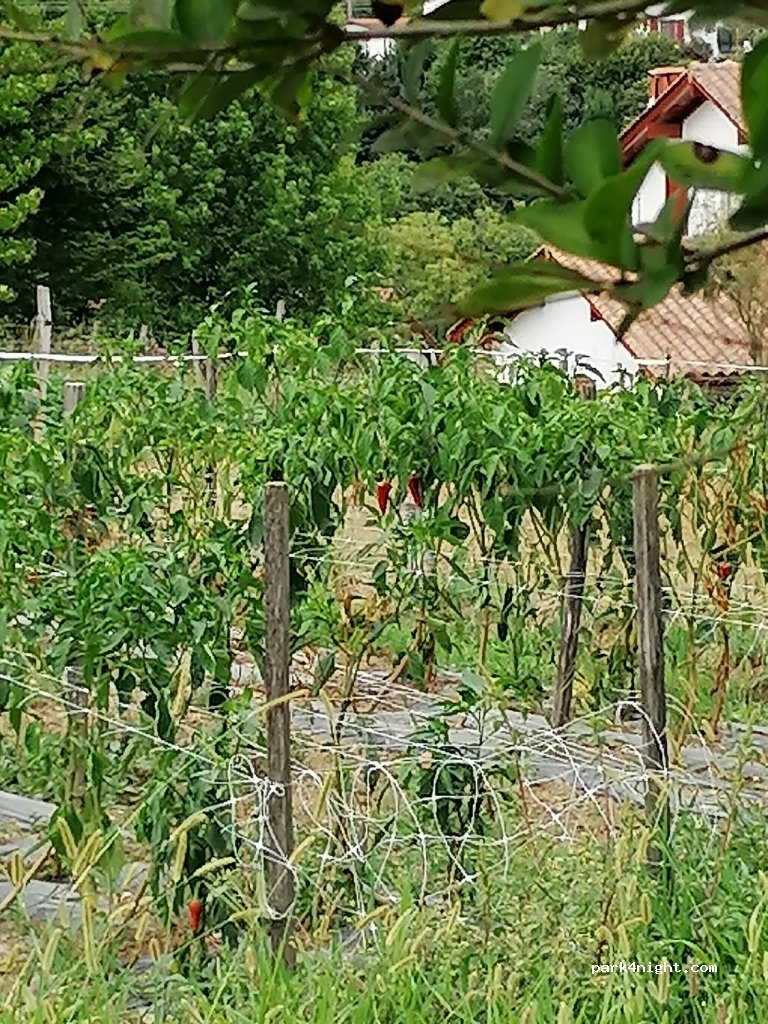 (64250) Espelette - 125 Irazabale Ko Bidea — foto 3