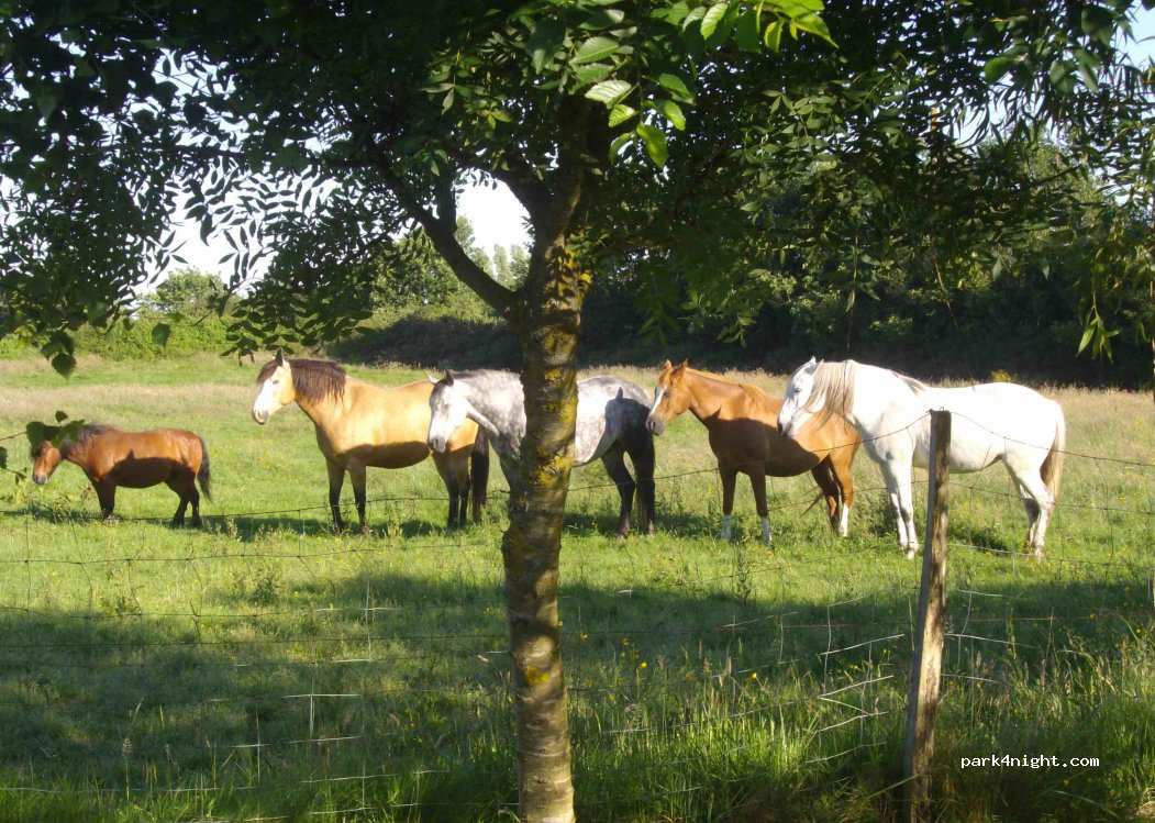 Camping Domaine Les Rousselières — foto 3