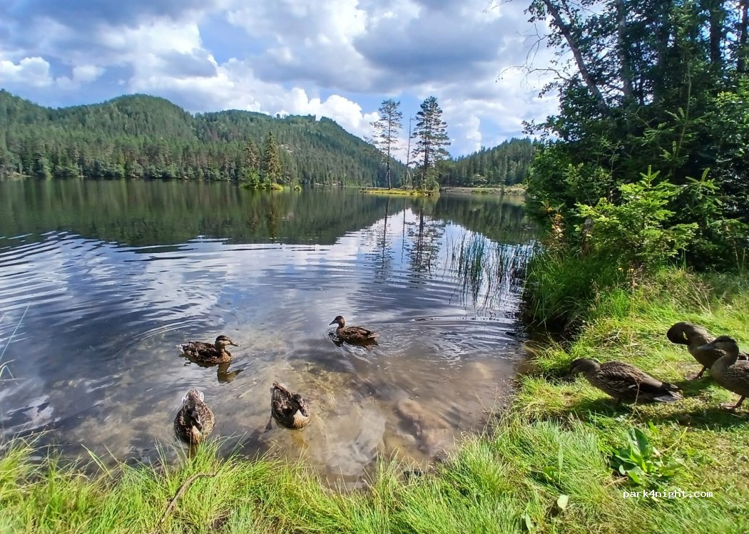 (3680) Notodden - 1186 Årlifossvegen — foto