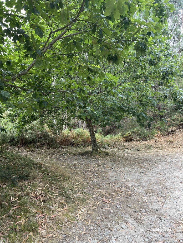 (36142) A Carballeira - — foto 4