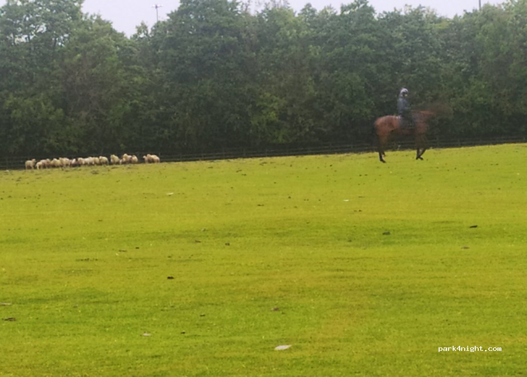 (R56 N832) Newbridge - Curragh Chase — foto