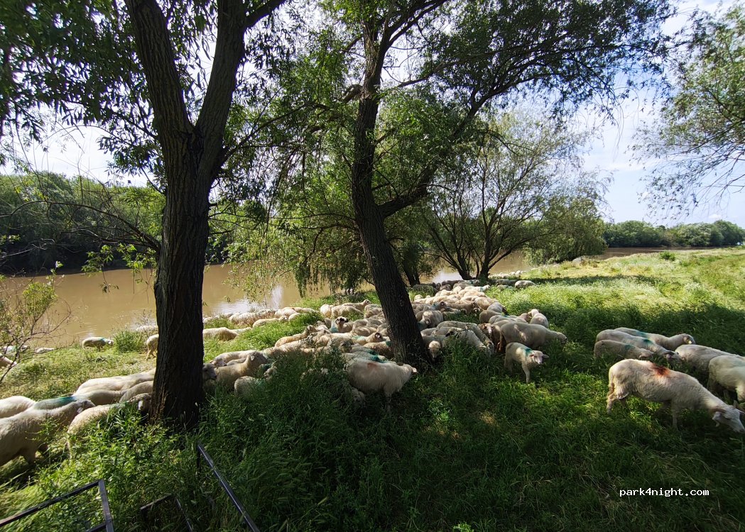 (307396) Parța - — foto 3