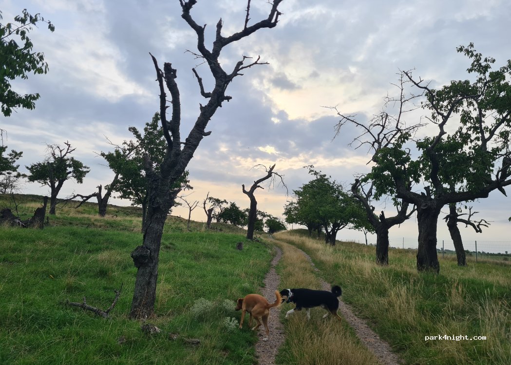 (06463) Falkenstein/Harz - 2 Konradsburg — foto 5
