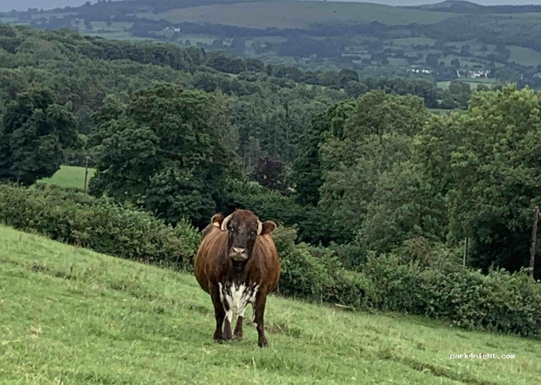 Fron Farm Country Holiday Park — foto