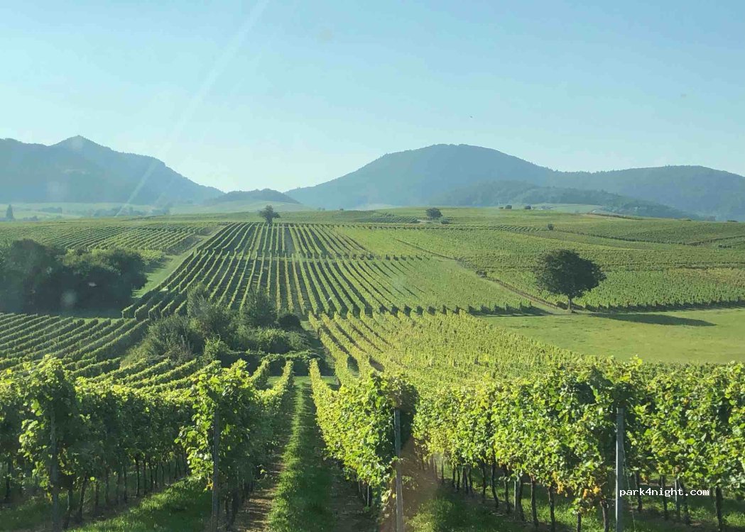Weingut Erlenwein — foto 4