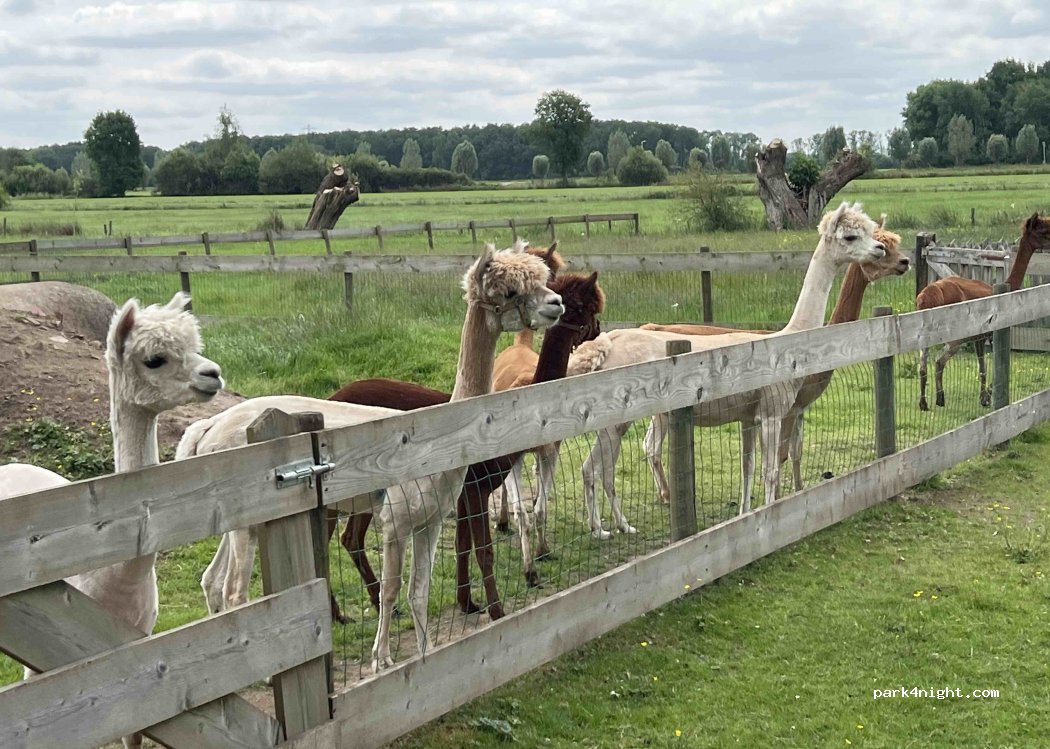 Camping De Weerd's Deer Farm — foto