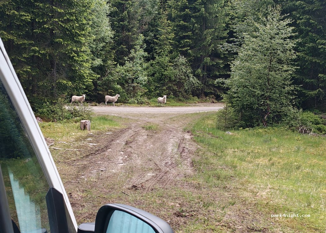 (5730) Ulvik - — foto 2