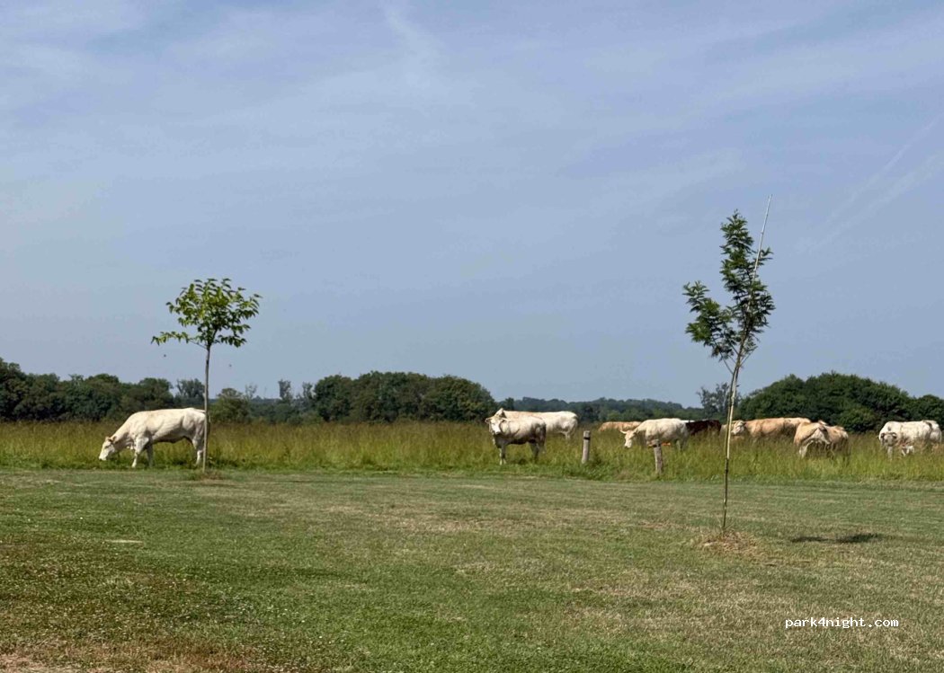 (40390) Saint-Martin-de-Hinx - 1303 Route des Barthes — foto 4