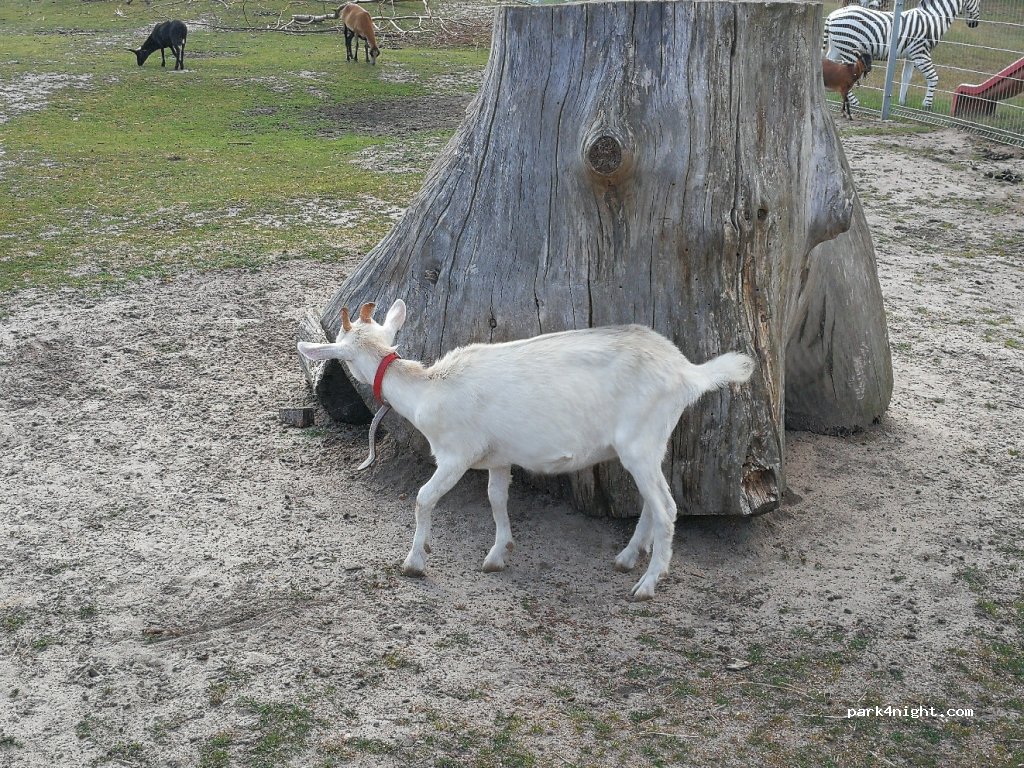 Ranczo Arka — foto