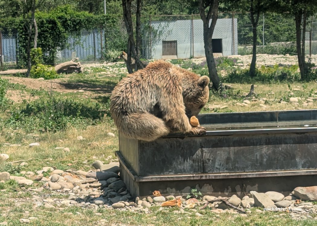 (3314) Tskhvarichamia - — foto 5