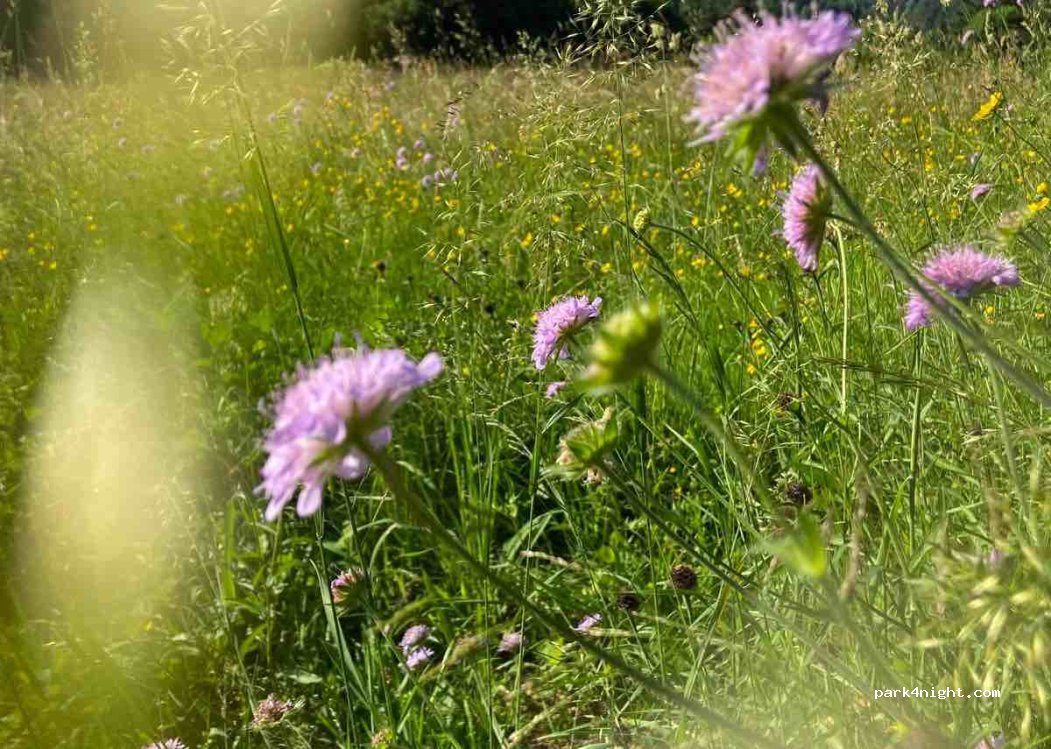 Les Renardières — foto 3