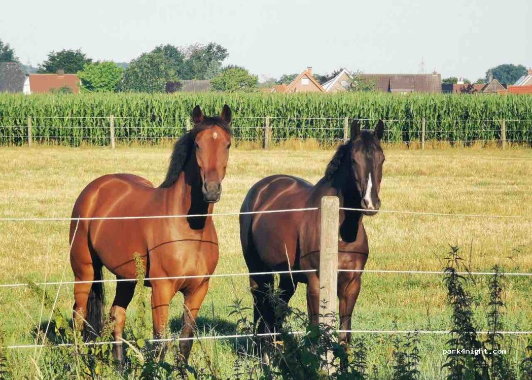 (48612) Horstmar - 74 Ostendorf — foto 3
