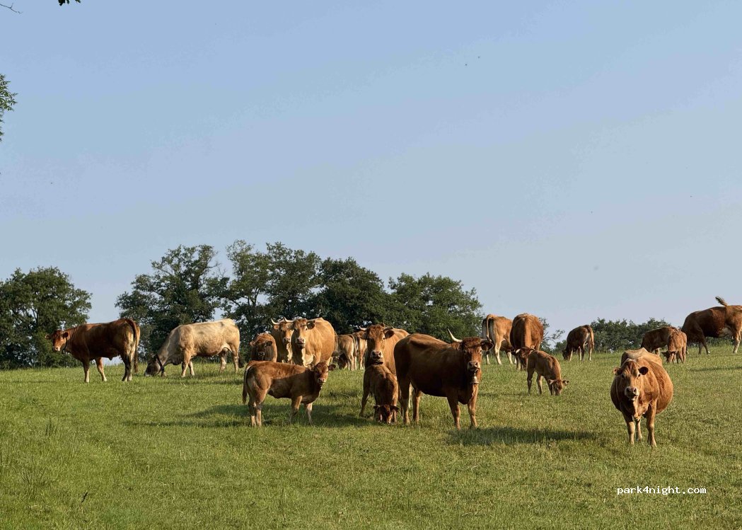 (87190) Magnac-Laval - 6 Le Grand Monteil — foto