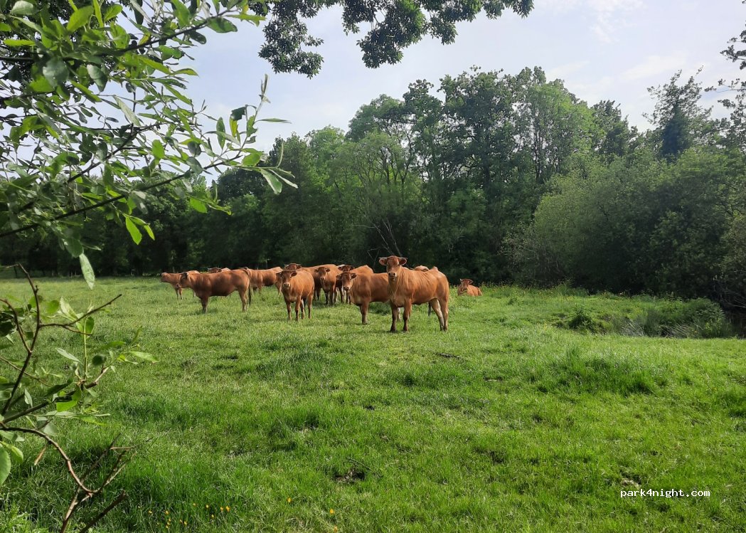 (85220) La Chaize Giraud - Chemin des mottes — foto 3