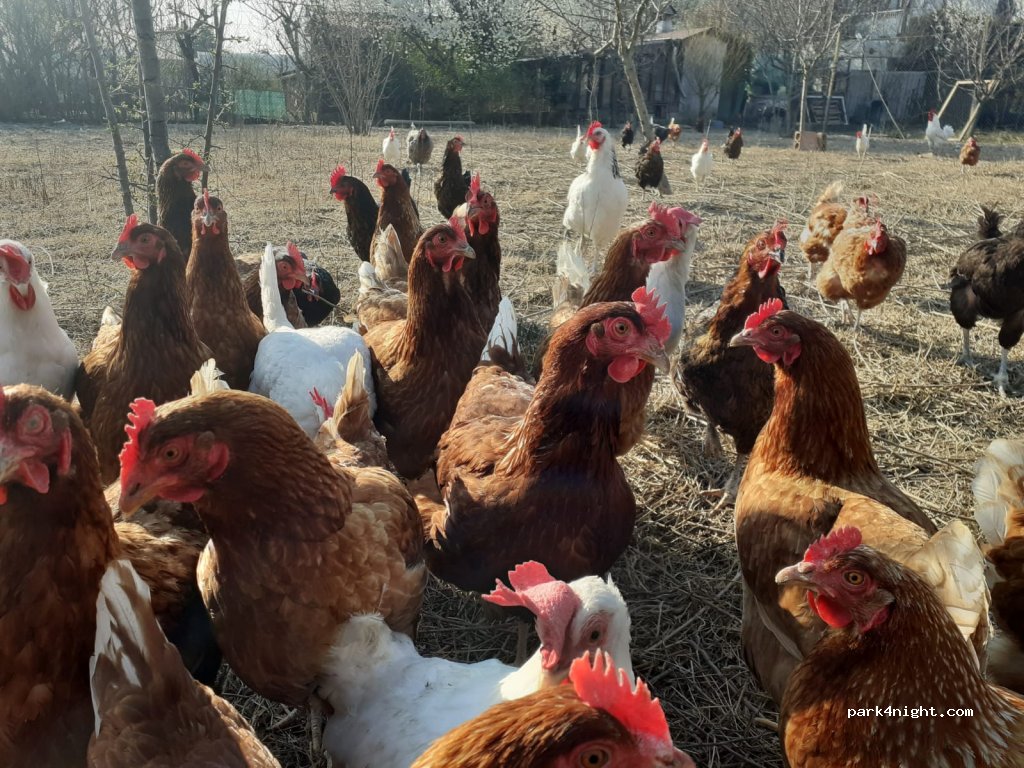 Piccola fattoria/Small Farm — foto 4