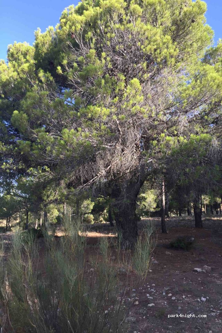 (23486) Hinojares - Unnamed Road — foto 3