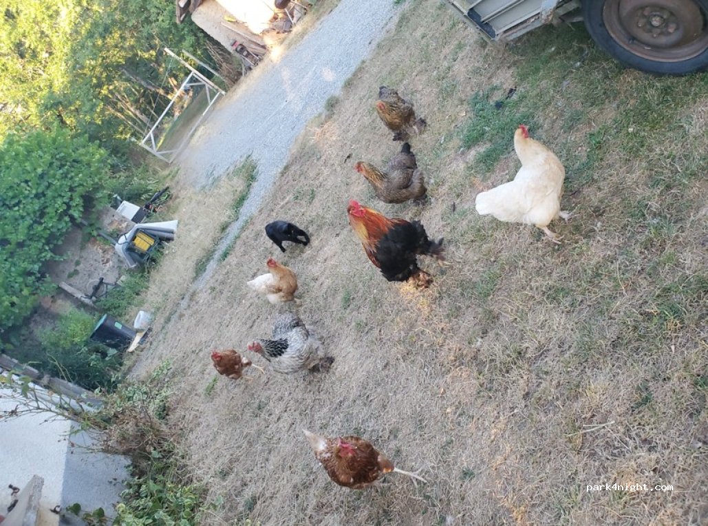 Aire Naturelle avec accès Piscine — foto 4