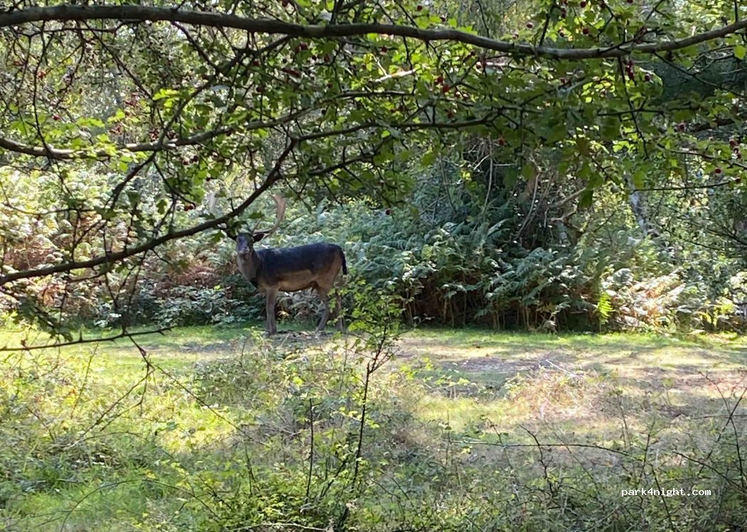 Ocknell Campsite — foto 2
