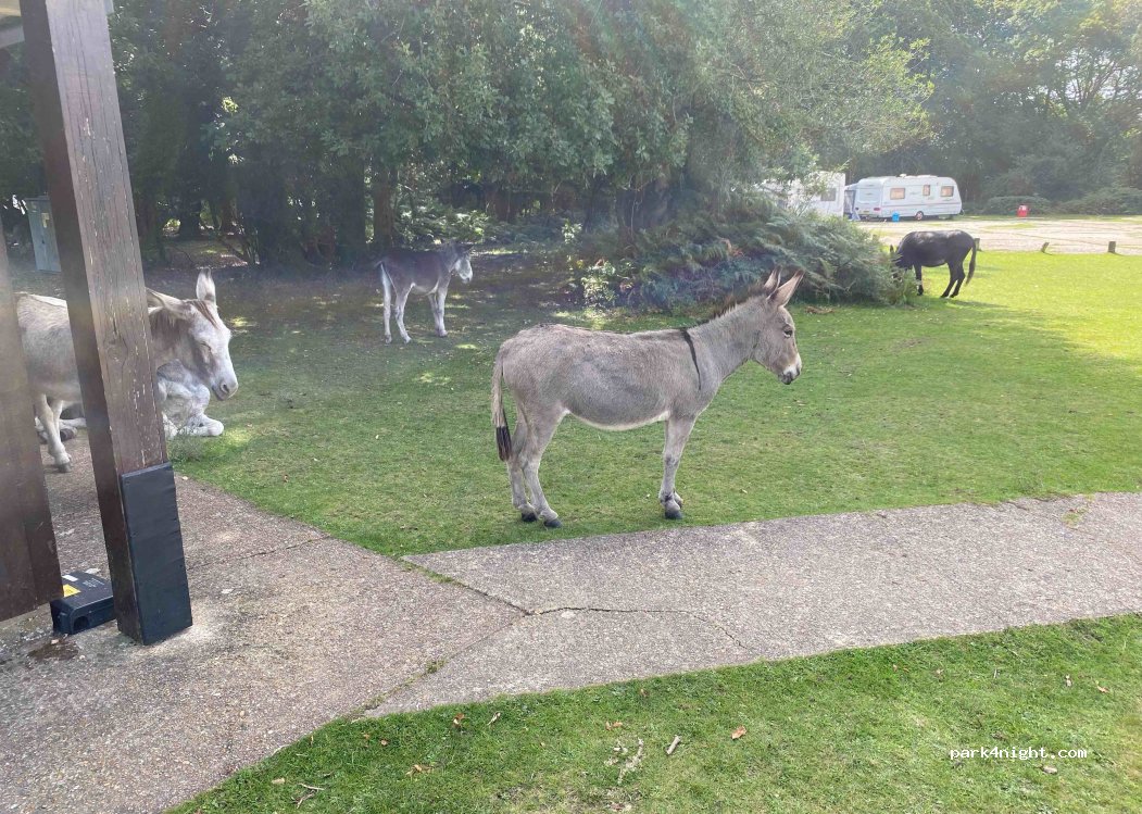 Ocknell Campsite — foto 3