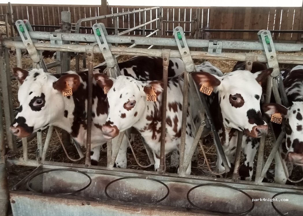 Ferme de la Croix Blanche — foto 4