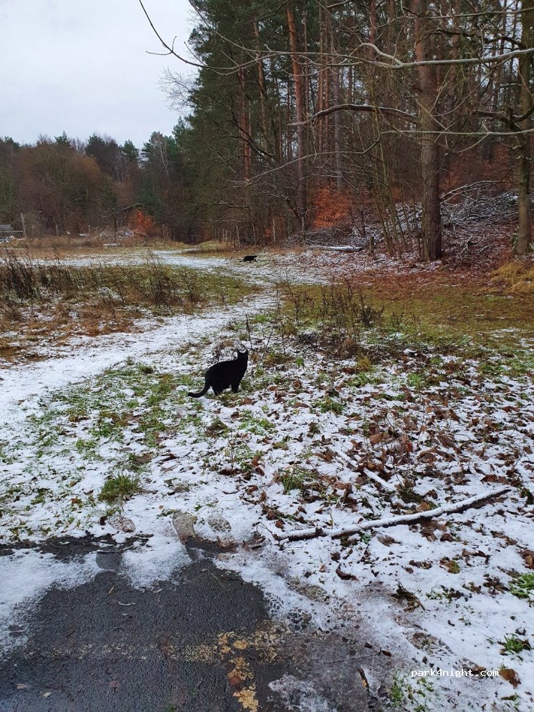 (16547) Birkenwerder -  Fichteallee — foto 2