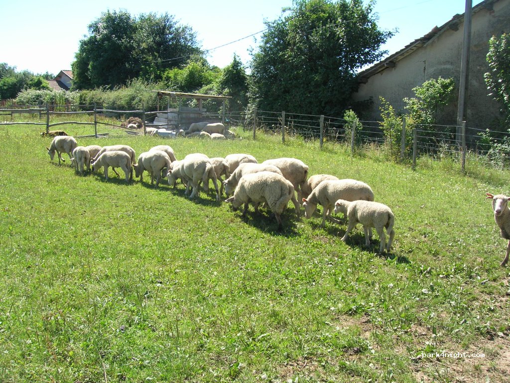 Camping à la ferme de Bellevue — foto 5
