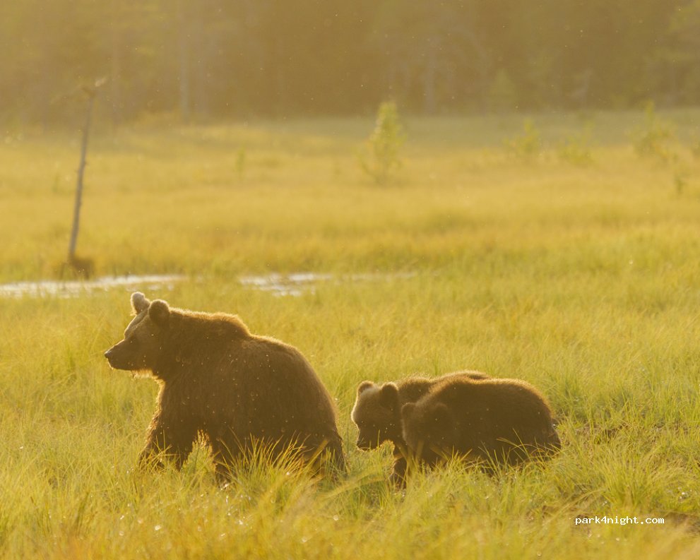 Bear Kuusamo - Bear Watching Place — foto