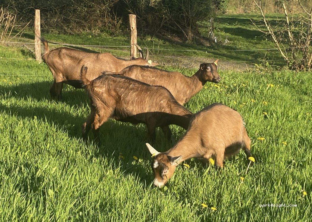 la ferme aux étoiles — foto 4
