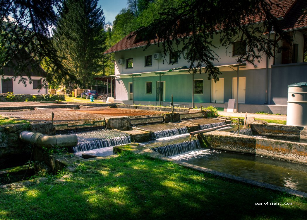 Stara ribogojnica & Pohorska postrv — foto 3