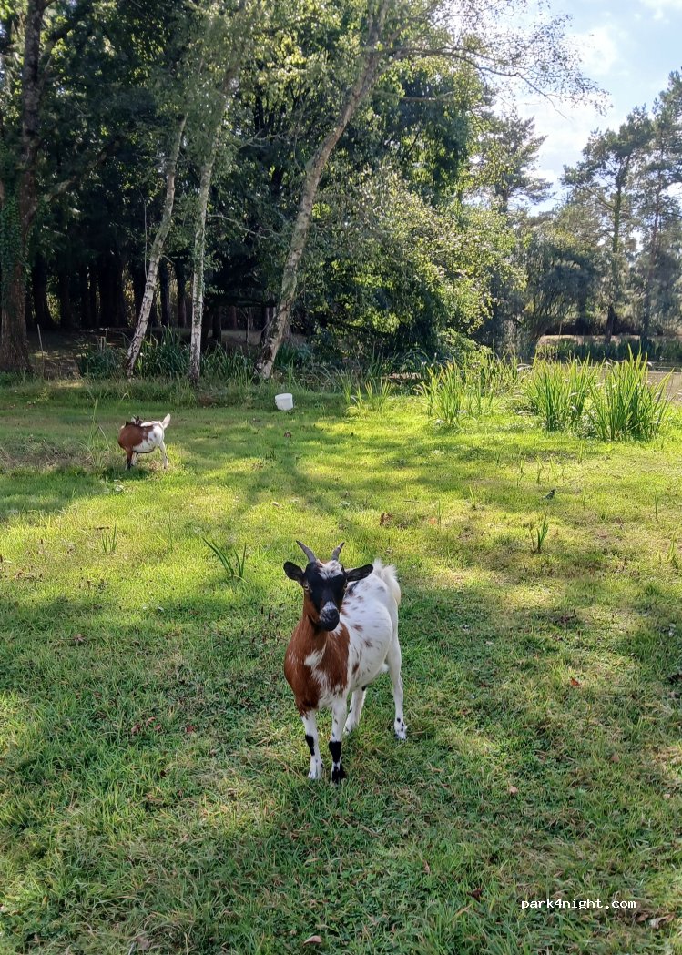 (44160) Sainte-Reine-de-Bretagne - — foto 3