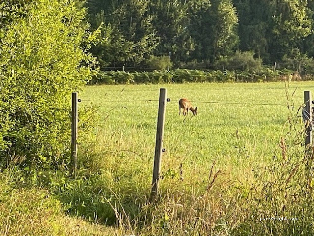 Björkgård på Öland — foto 5