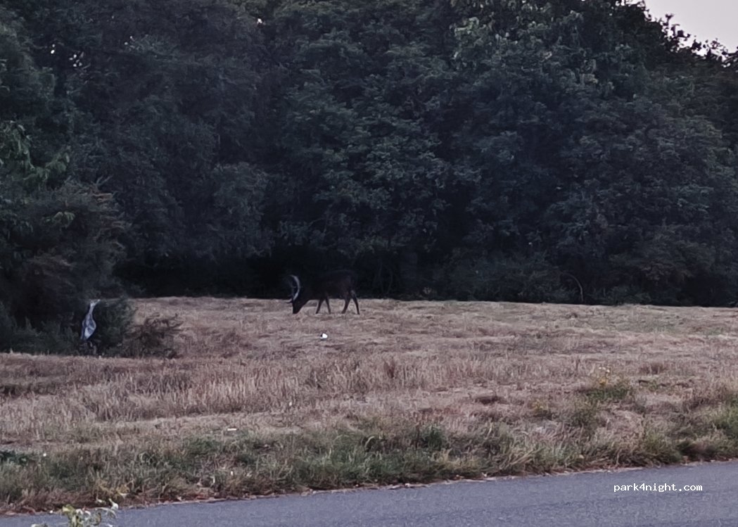 (IG9 5RF) Epping Forest - Roebuck Lane — foto 3