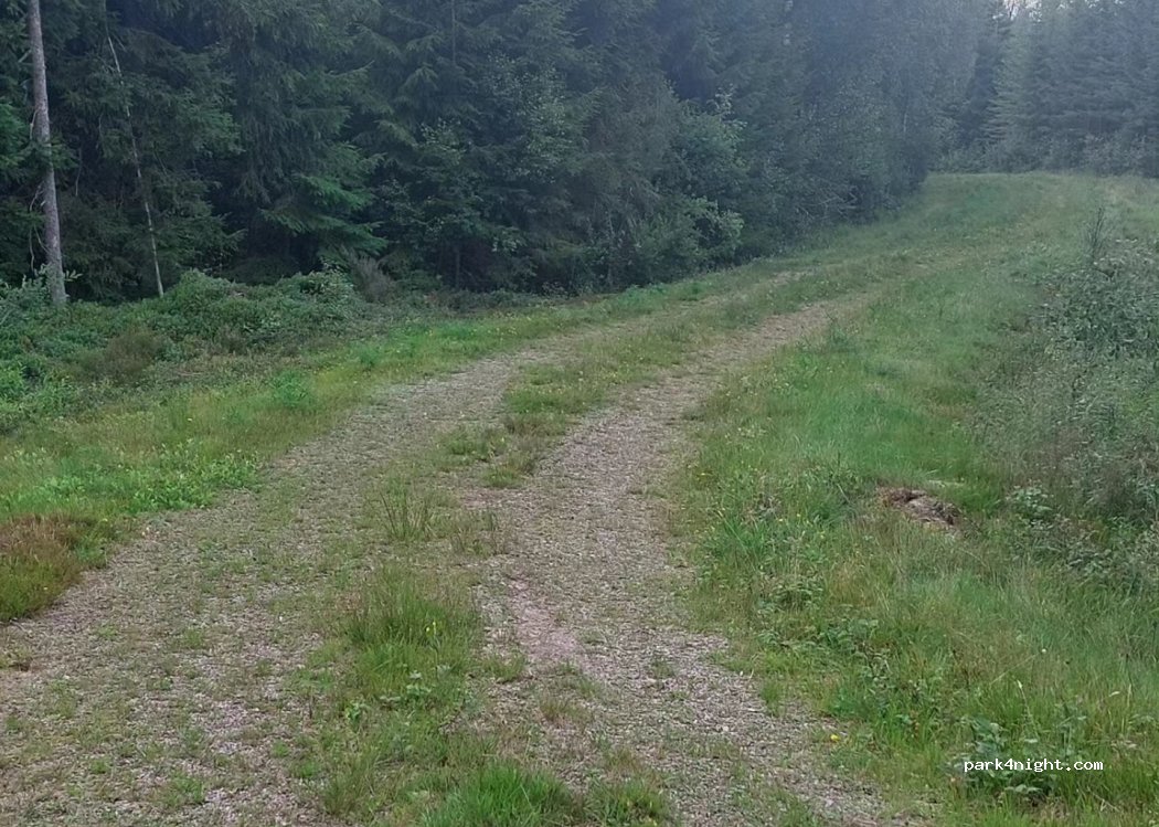 (51462) Grönahög - — foto