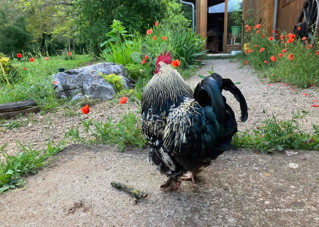Les p'tits équins — foto 4