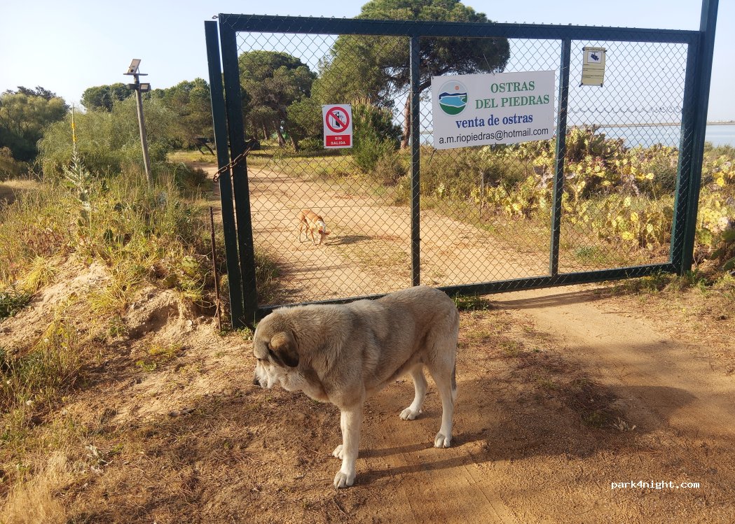 (21459) Cartaya - Camino de El Lancón — foto 3