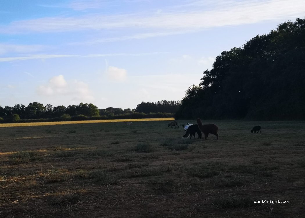 (44410) Saint-Lyphard - — foto 5