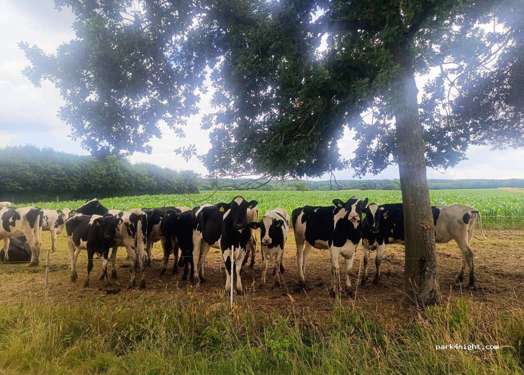 Heidehof in Pomster — foto 2