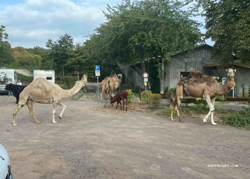 Wohnmobilstellplatz Guntersblum — foto 2